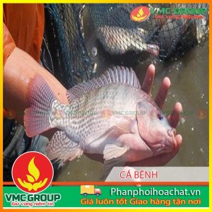 phong-benh-cho-ca-trong-mua-mua-pphcvm