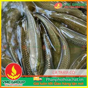 phong-tri-benh-ca-tram-co-pphcvm