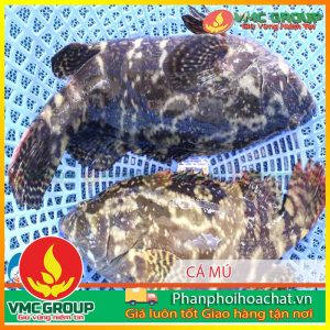 phong-tri-benh-cho-ca-mu-ca-gio-ca-hong-my-pphcvm