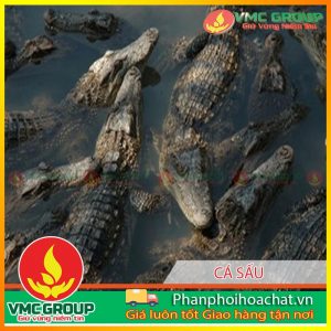 phong-va-tri-benh-cho-ca-sau-pphcvm