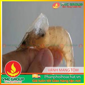 vanh-mangbenh-moi-tom-xuat-hien-o-tra-vinh-pphcvm